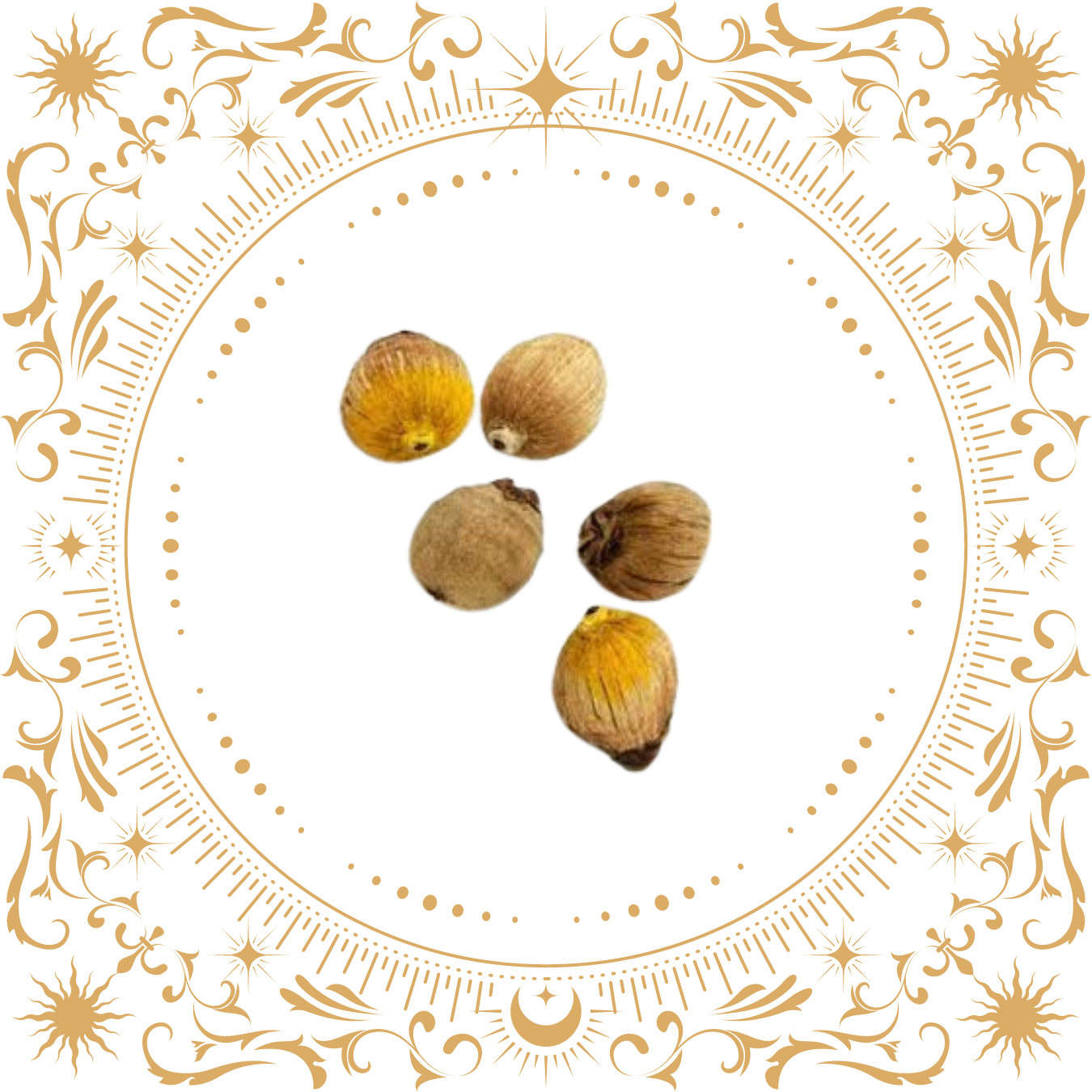 Laghu Nariyal Mini Small Coconut Shreephal Shrifal Set Of 5 Pieces