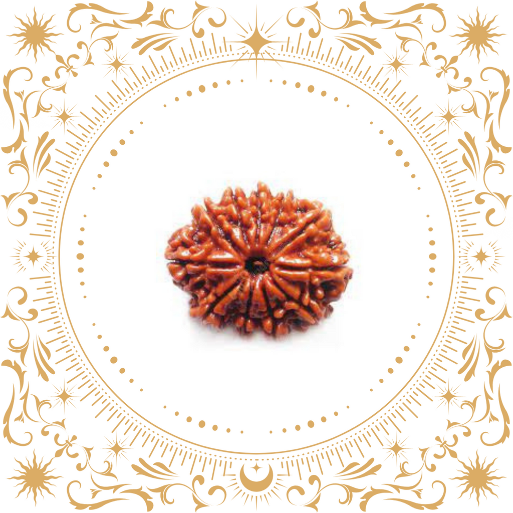 11 Mukhi Rudraksha