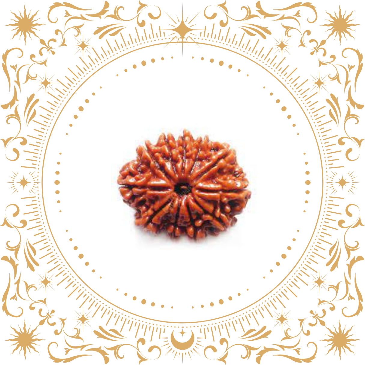 11 Mukhi Rudraksha