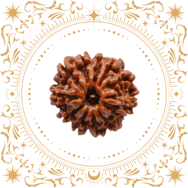 11 Mukhi Rudraksha