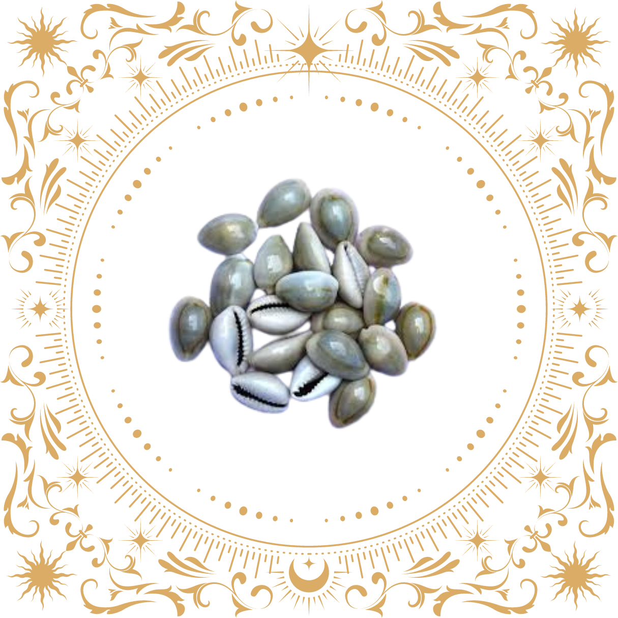 Natural Grey Laxmi Cowrie ( 21 piece )
