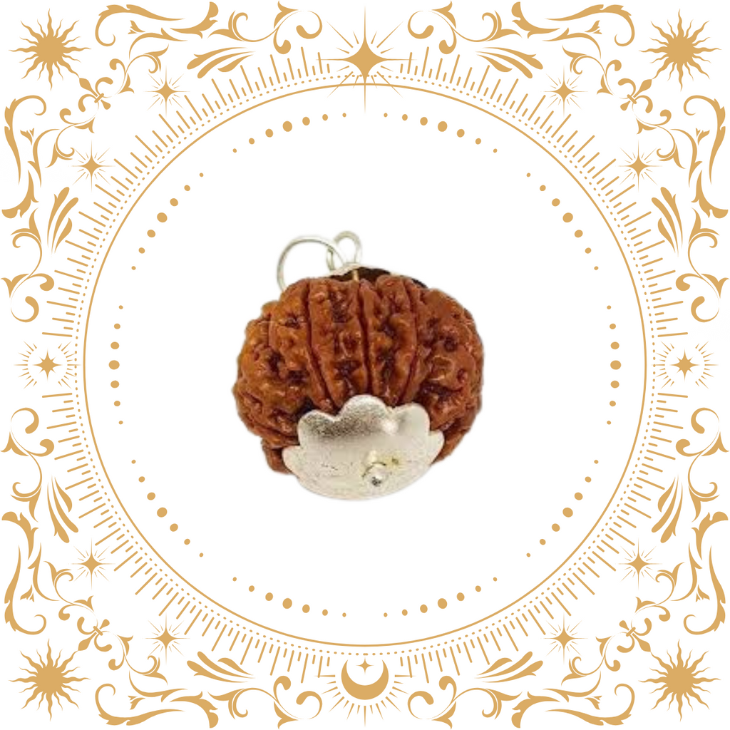 11 Mukhi Rudraksha