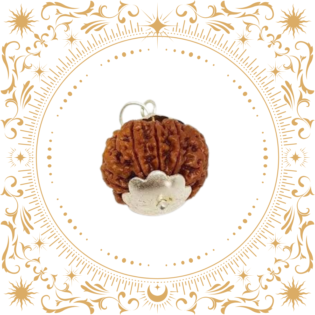 11 Mukhi Rudraksha