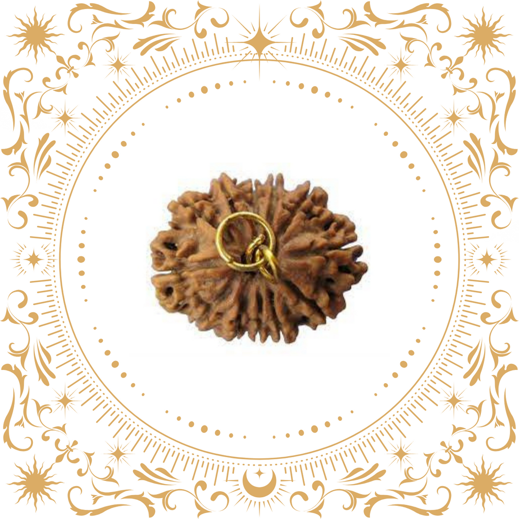 12 Mukhi Rudraksha (Nepal) Original