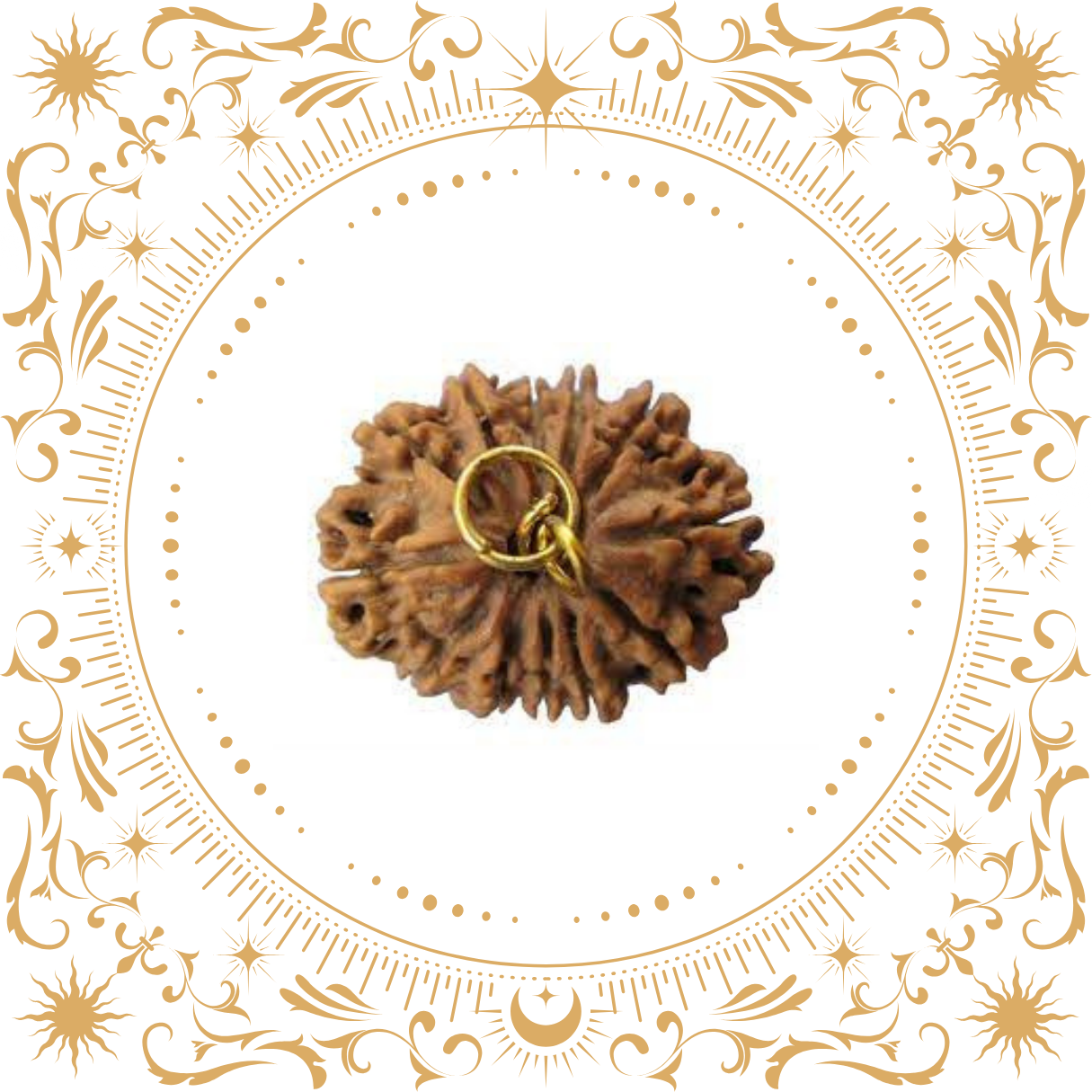 12 Mukhi Rudraksha (Nepal) Original