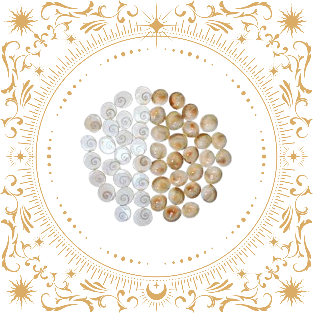 Original Gomati Chakra (Pack of 51 Pc)