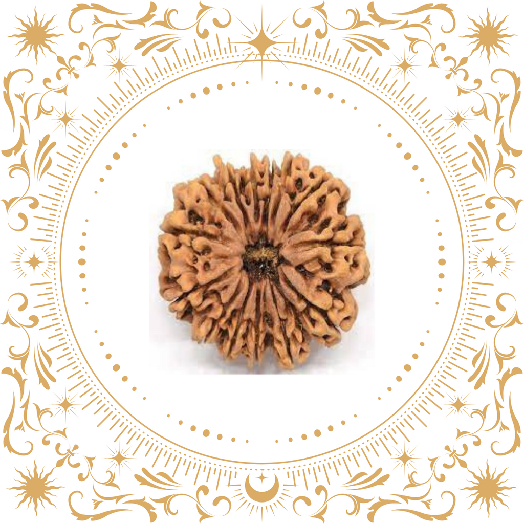 14 Mukhi Rudraksha Original