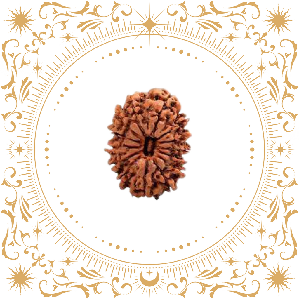 14 Mukhi Rudraksha Original