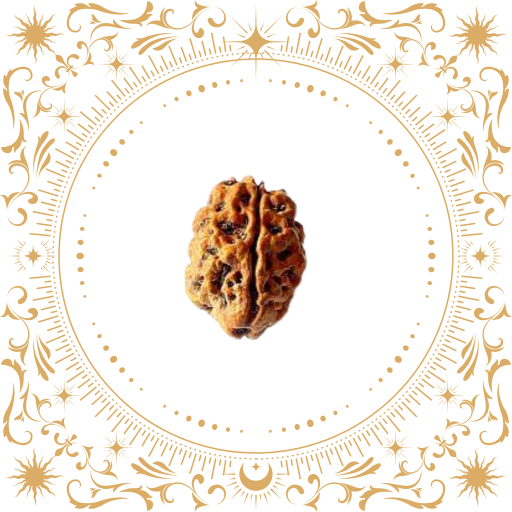 2 Mukhi Rudraksha Original