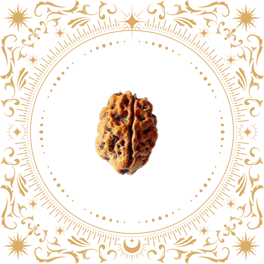 2 Mukhi Rudraksha Original