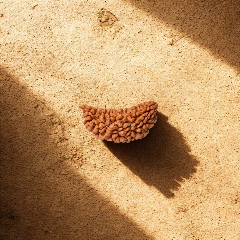 1 Mukhi Rudraksha Original