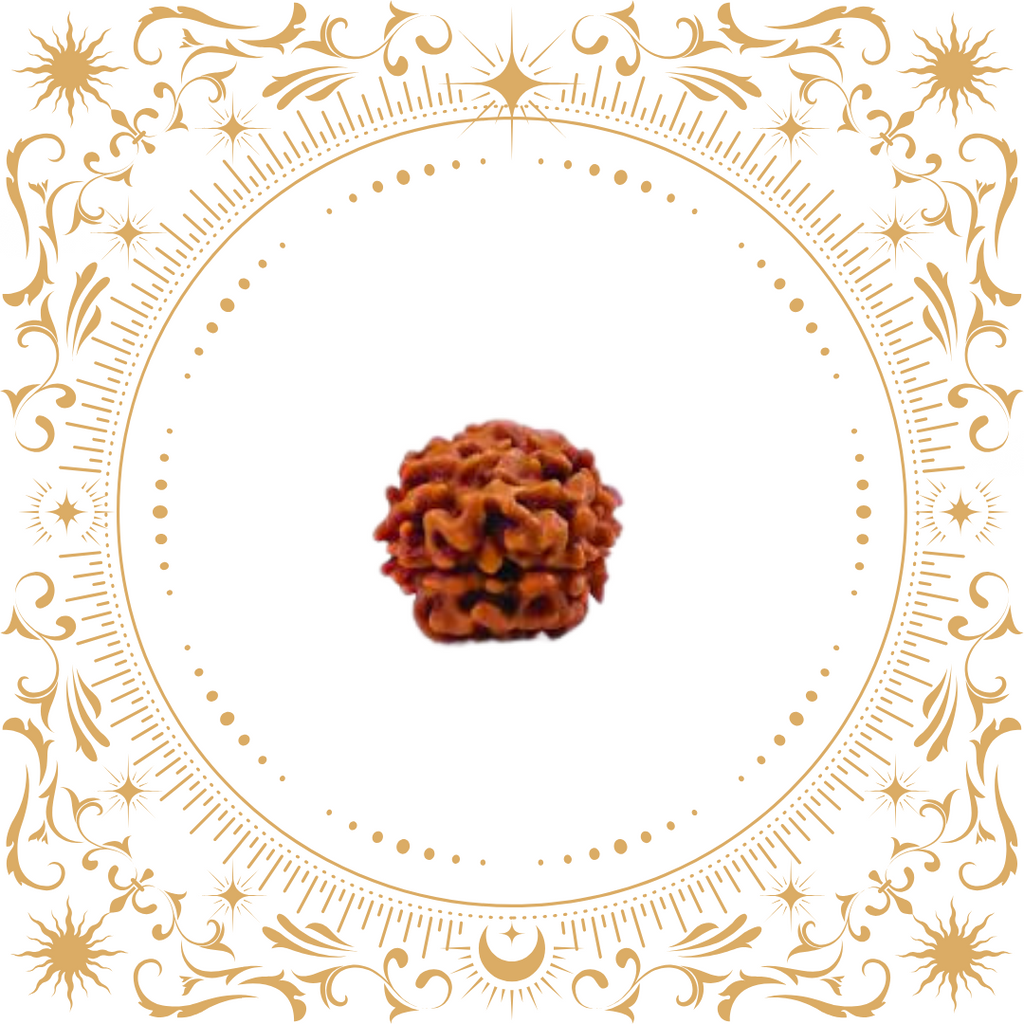 2 Mukhi Rudraksha Original