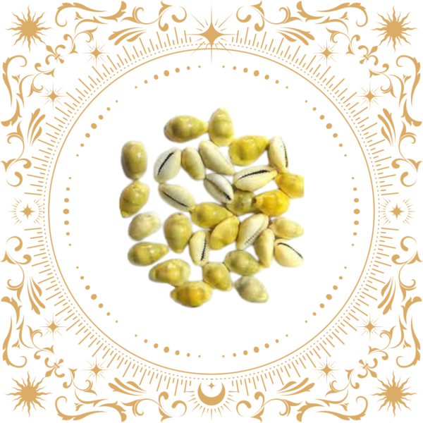 Yellow Cowrie Lakshmi Gavvalu Peeli Cowrie (21 Pieces)