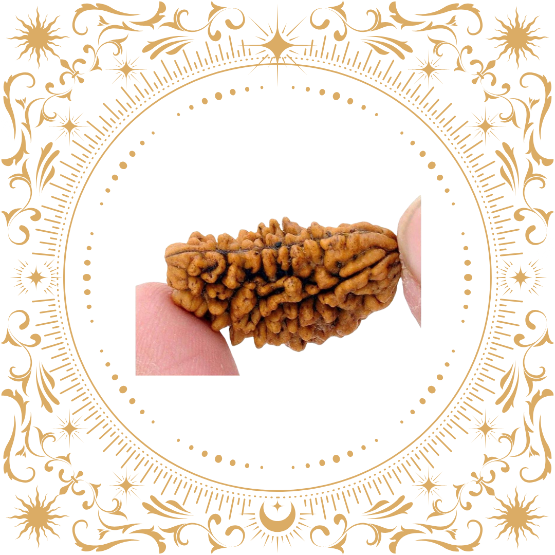 1 Mukhi Rudraksha Original