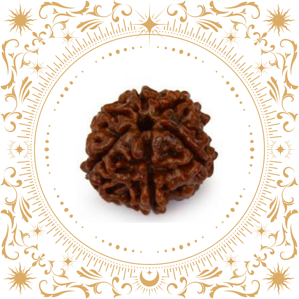 6 Mukhi Rudraksha Nepal Original