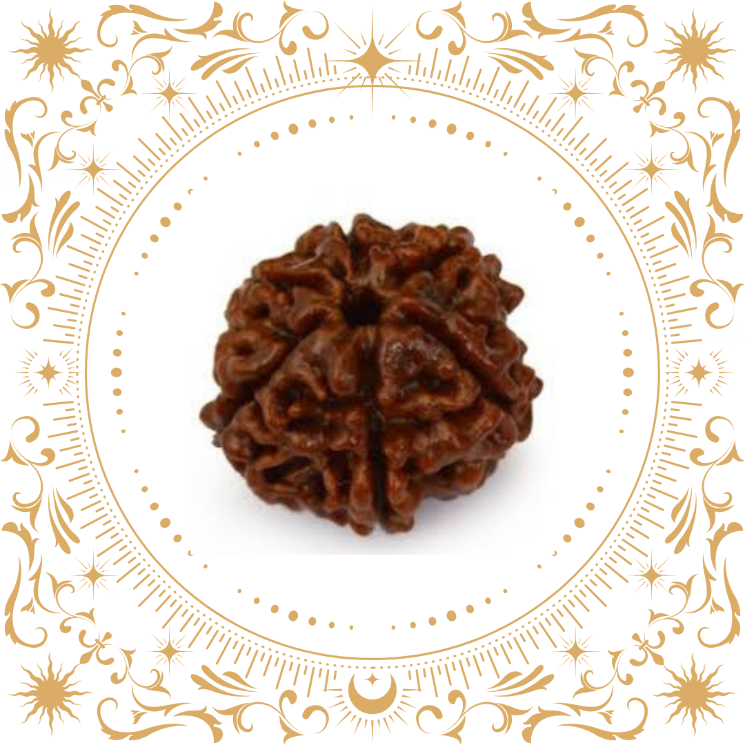 6 Mukhi Rudraksha Nepal Original