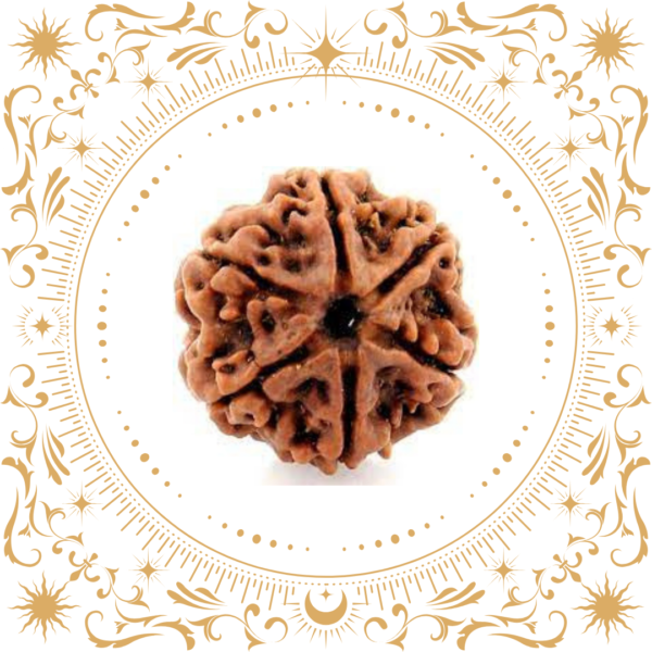 6 Mukhi Rudraksha Nepal Original