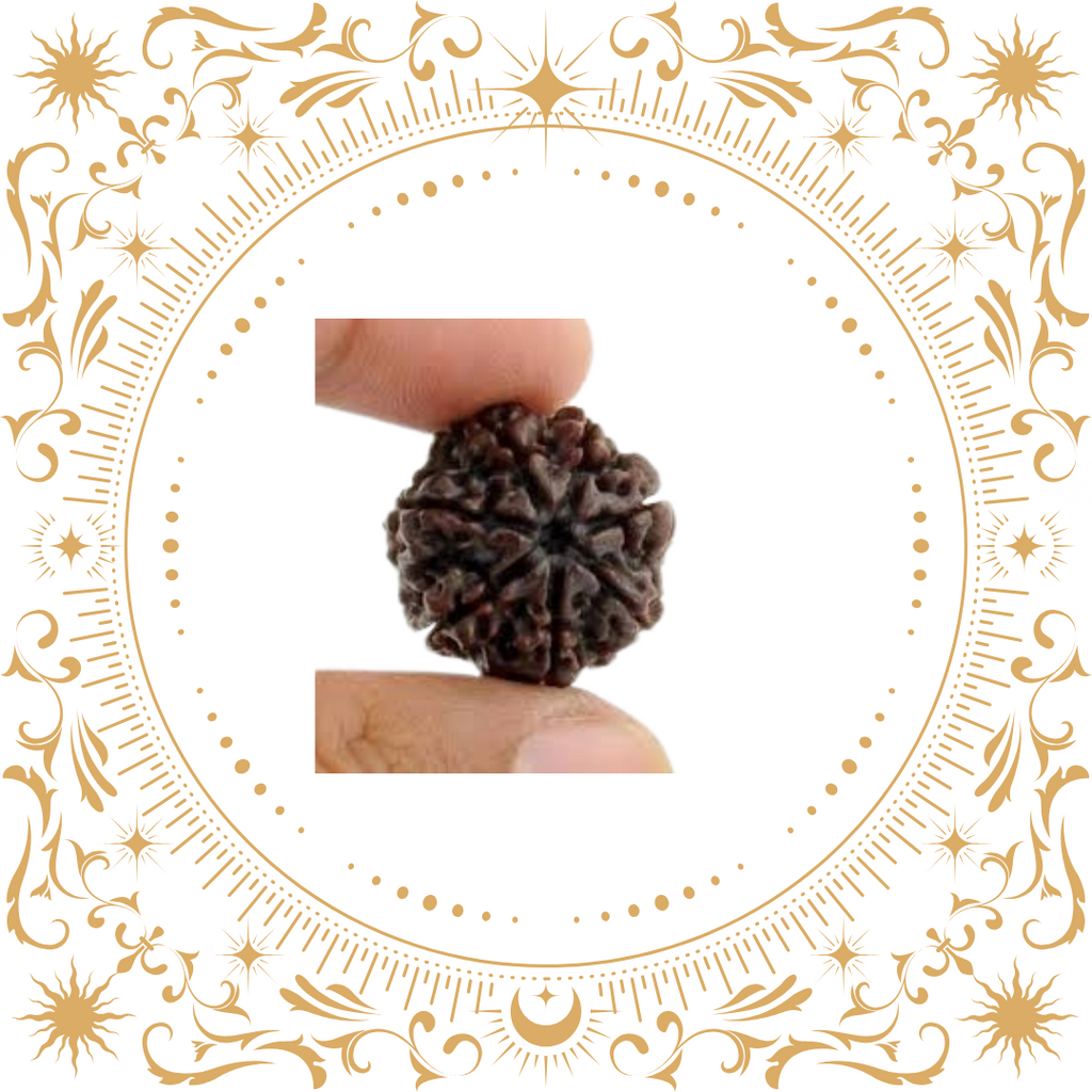 7 Mukhi Rudraksha Original