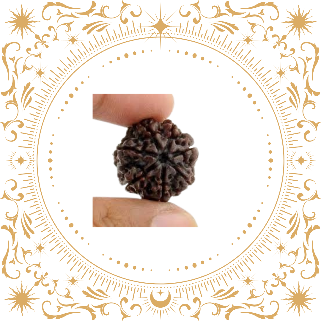 7 Mukhi Rudraksha Original