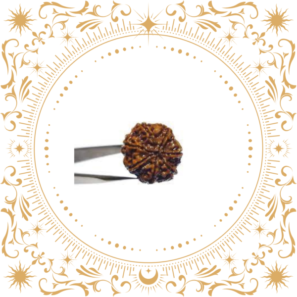 7 Mukhi Rudraksha Original