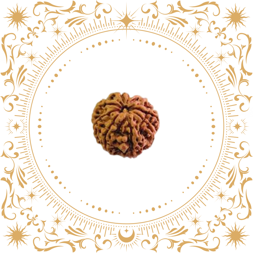 8 Mukhi Rudraksha (Nepal) Original