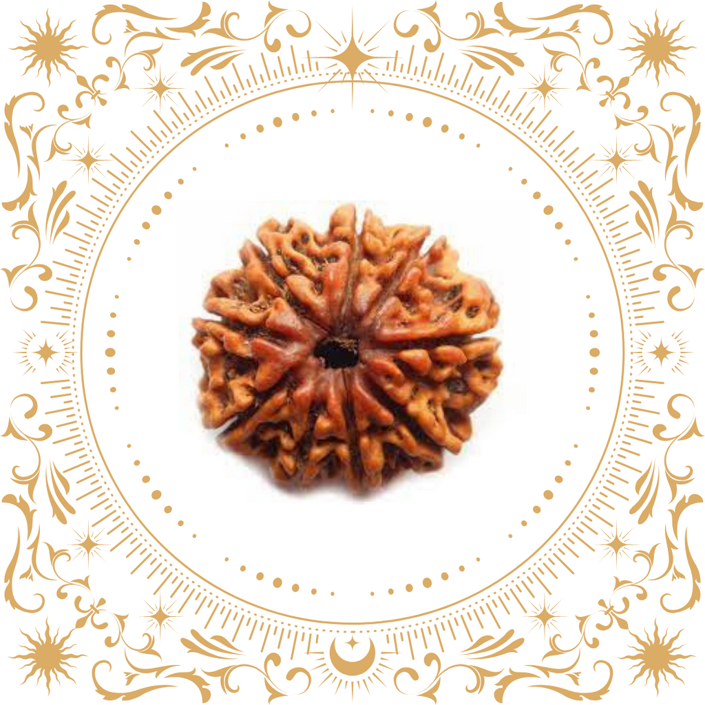 9 Mukhi Rudraksha (Nepal) Original