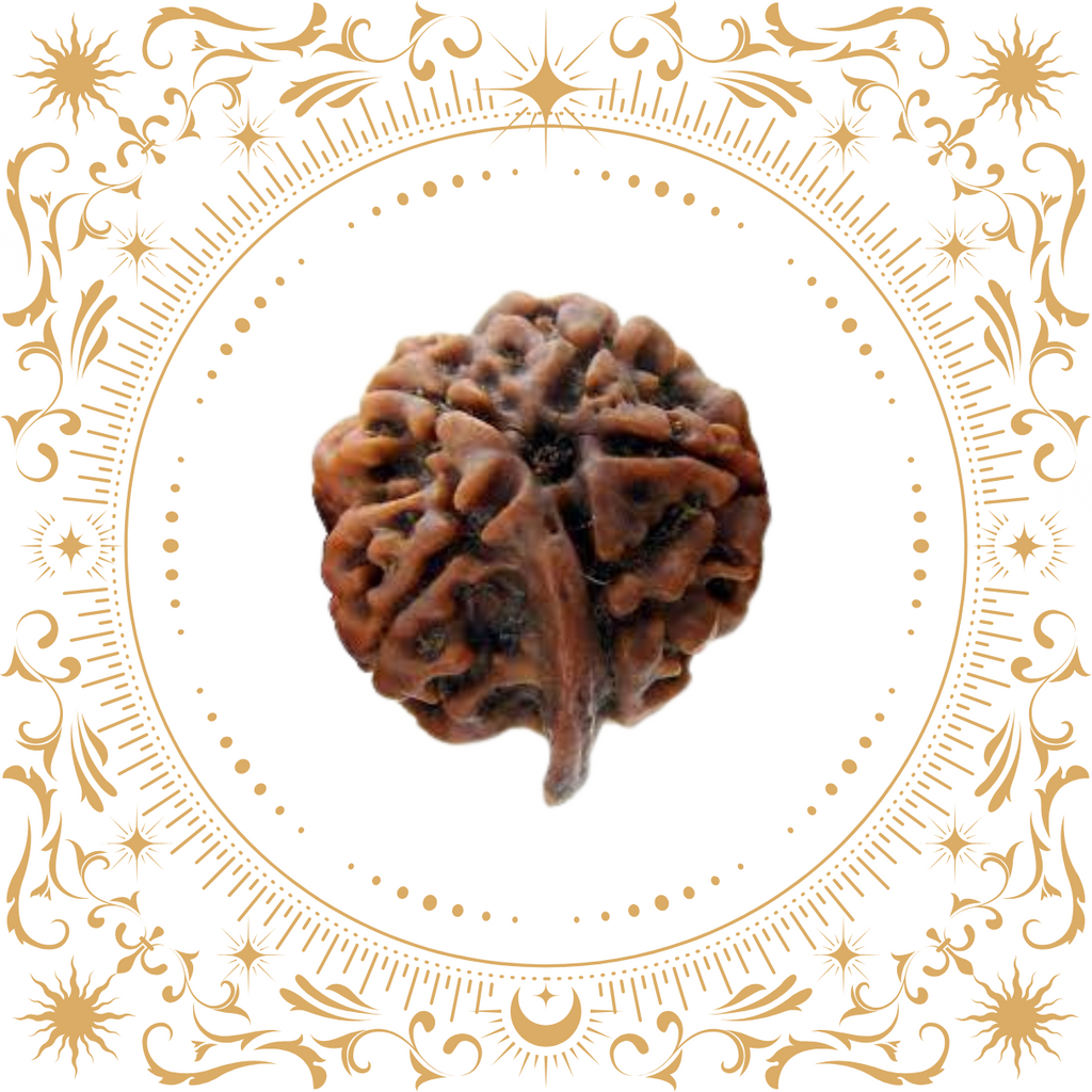 Ganesh Mukhi Rudraksha (Nepal)