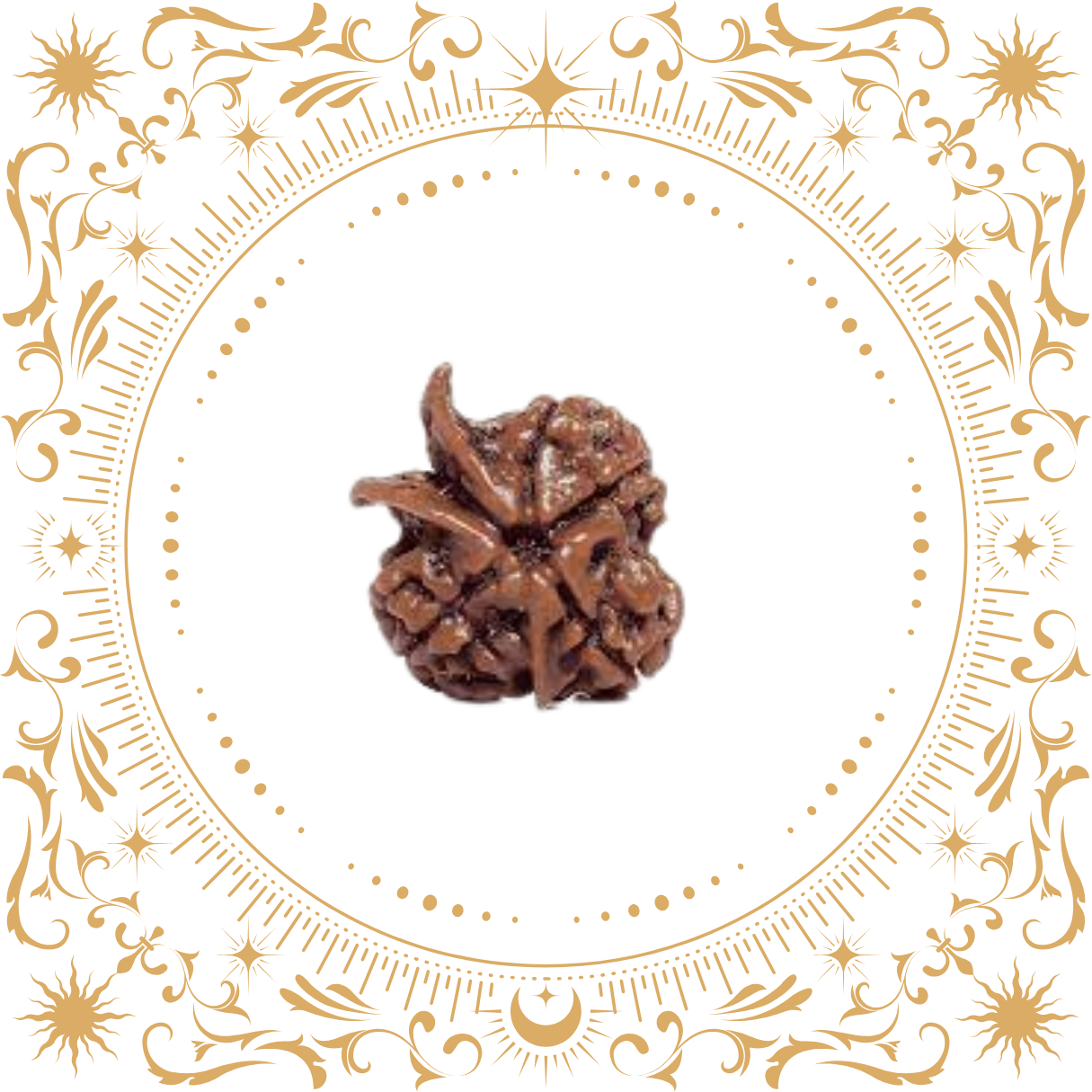 Ganesh Mukhi Rudraksha (Nepal)