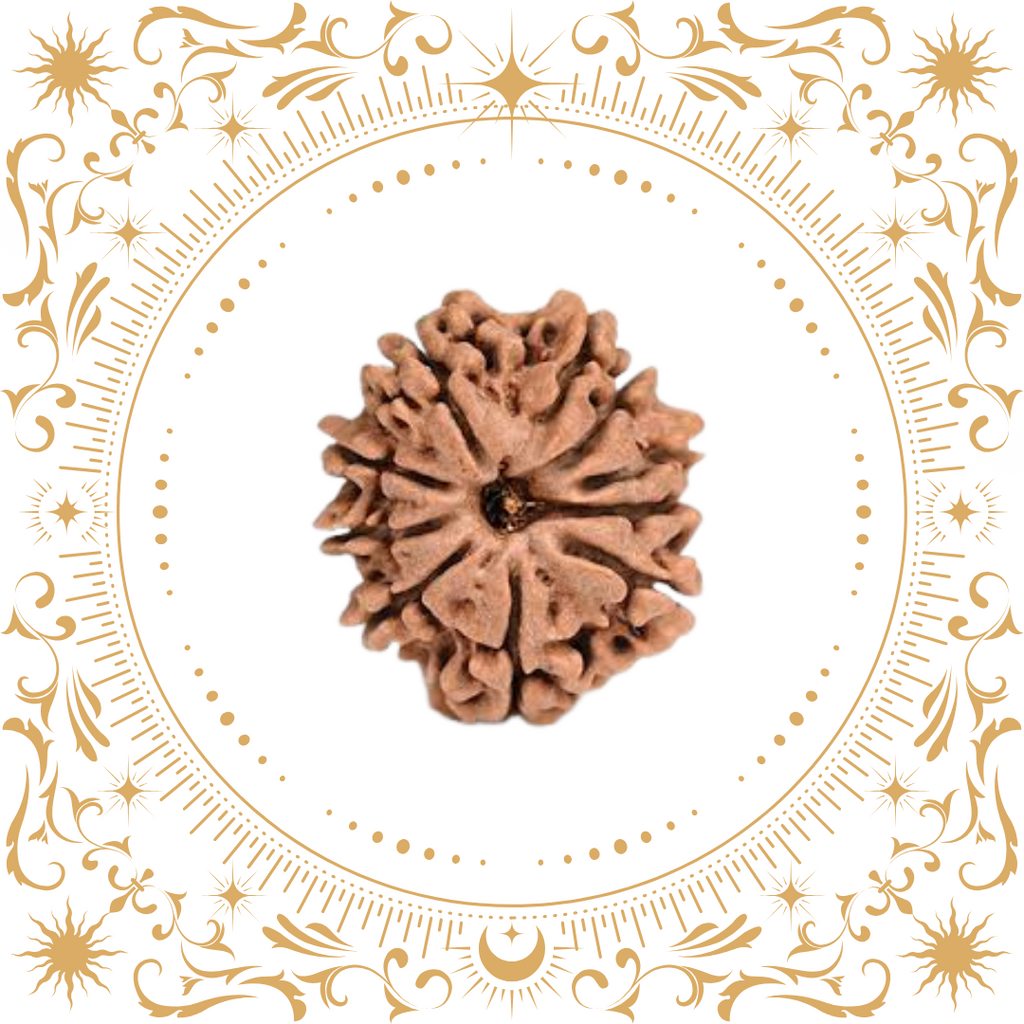 10 Mukhi Rudraksha (Nepal) Original