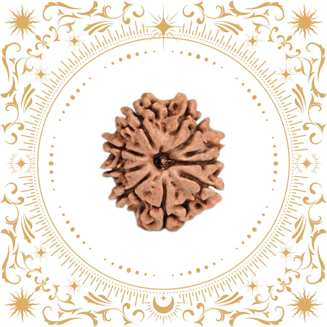 10 Mukhi Rudraksha (Nepal) Original