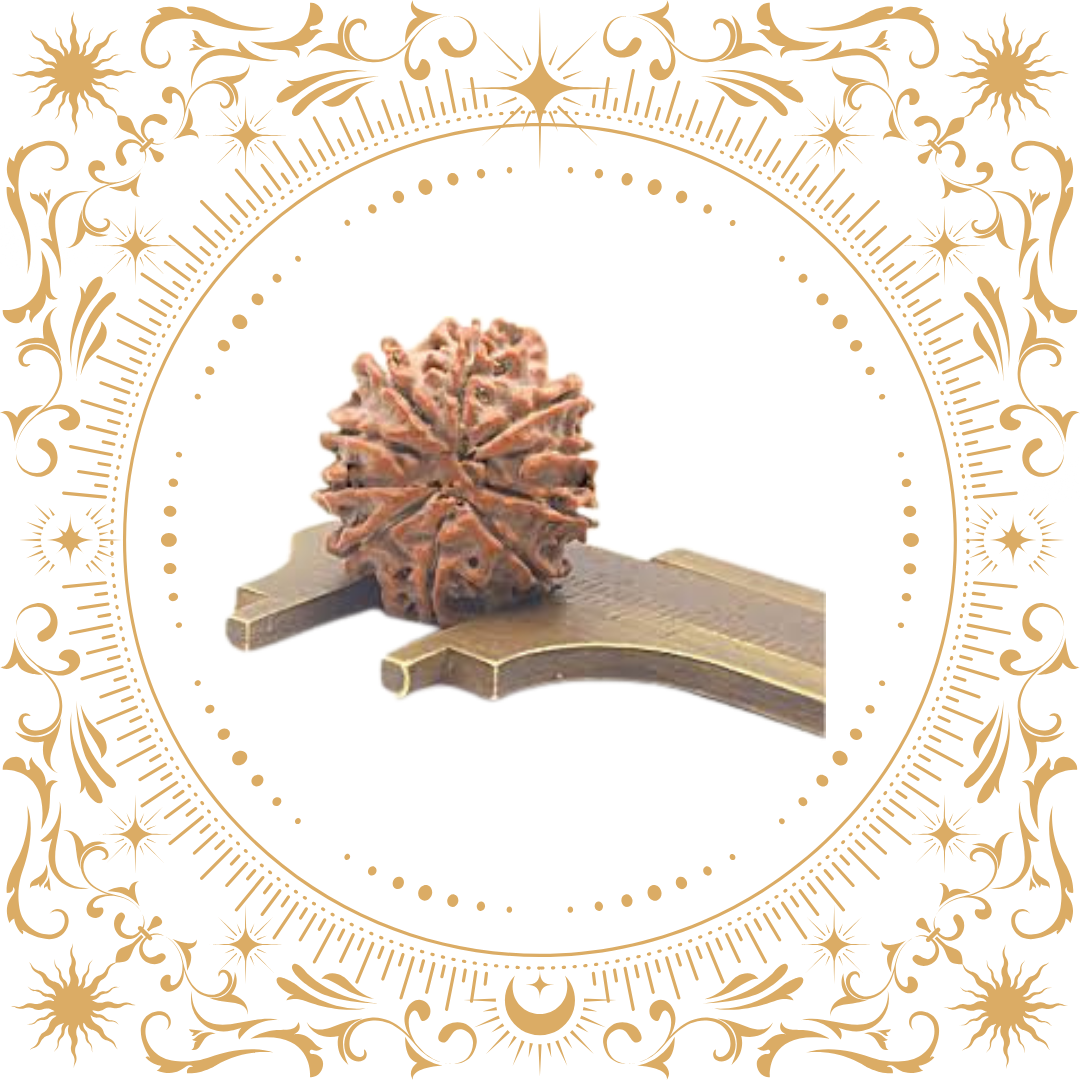 10 Mukhi Rudraksha (Nepal) Original