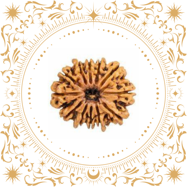 13 Mukhi Rudraksha Original