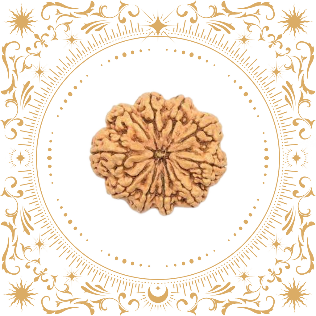 10 Mukhi Rudraksha (Nepal) Original