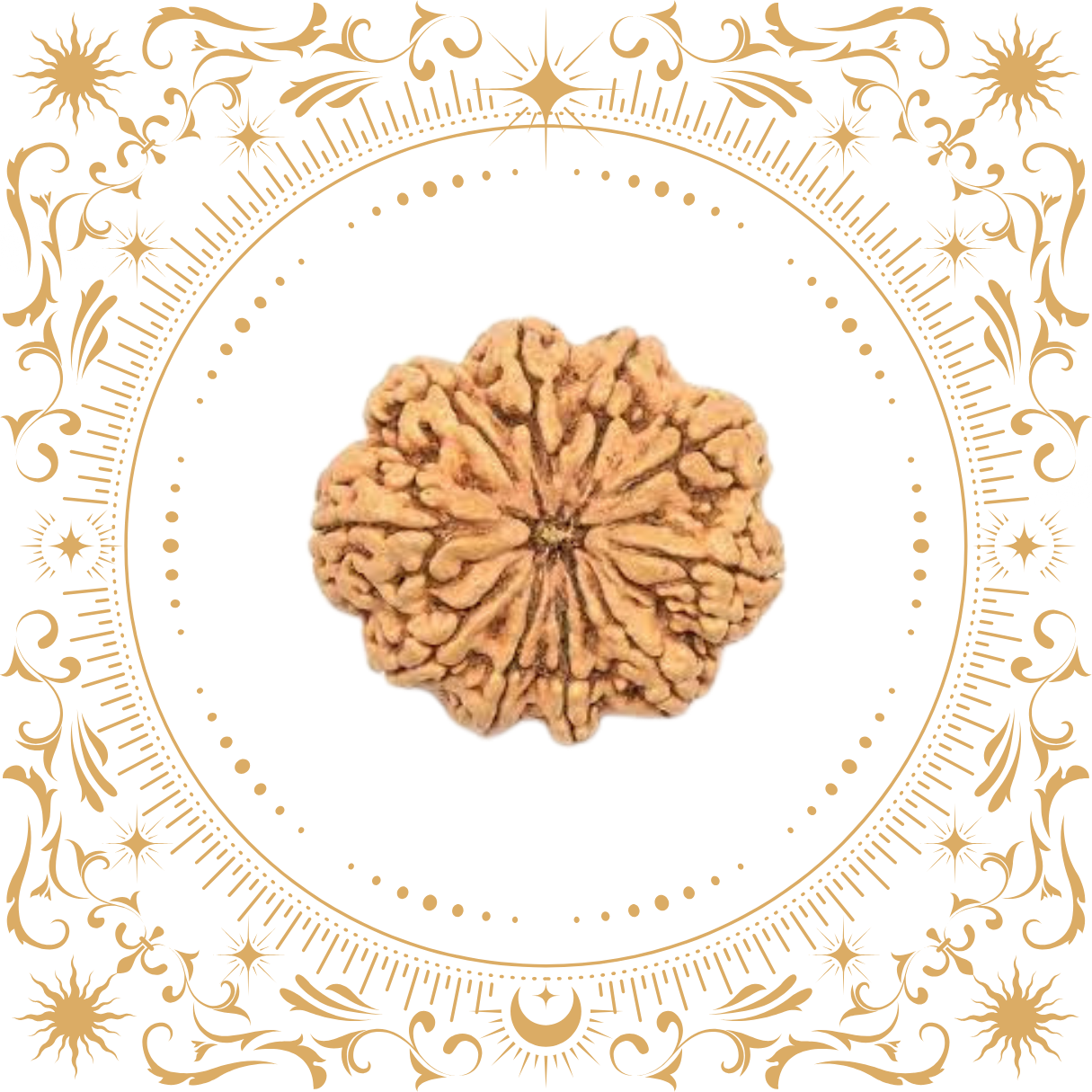 10 Mukhi Rudraksha (Nepal) Original