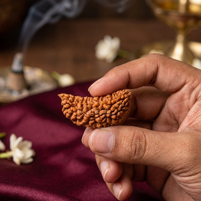 1 Mukhi Rudraksha Original