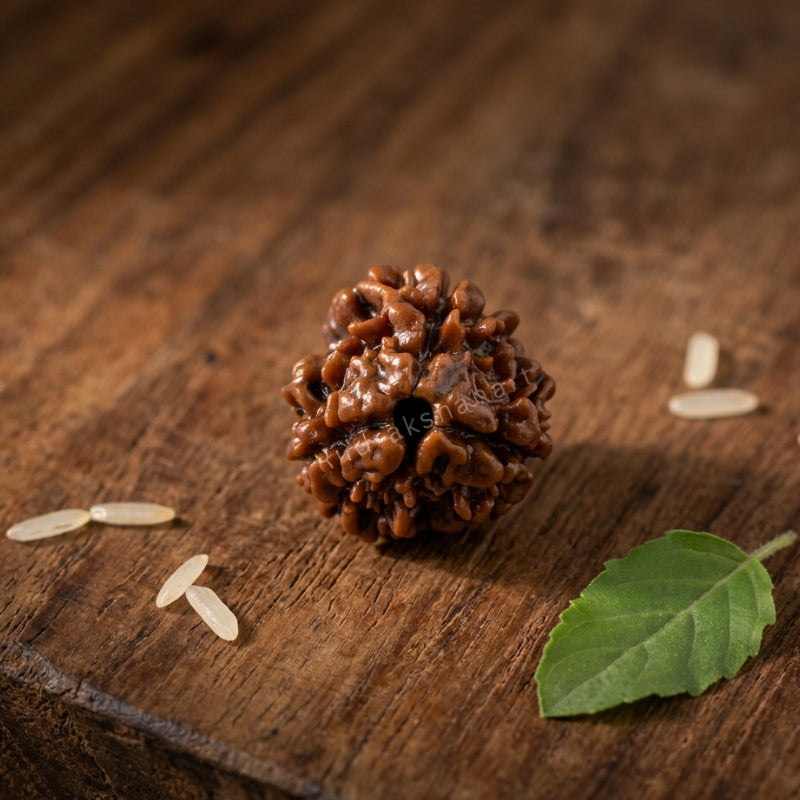 3 Mukhi Rudraksha Original