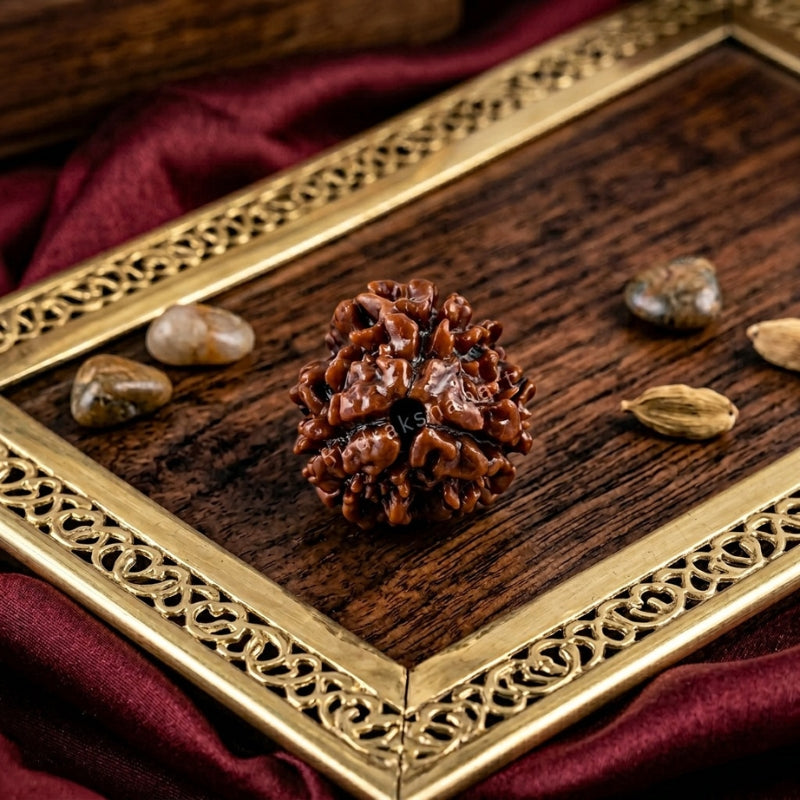 3 Mukhi Rudraksha Original