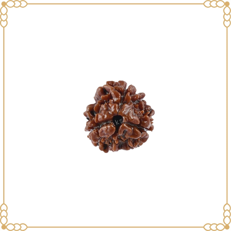 3 Mukhi Rudraksha Original