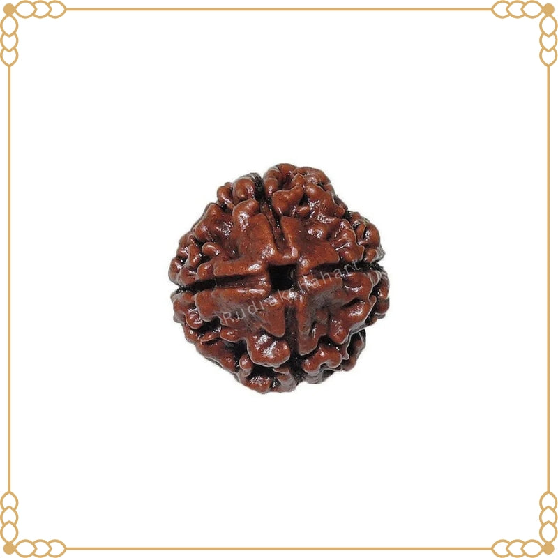 4 Mukhi Rudraksha Original