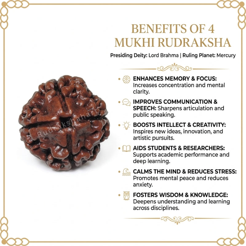 4 Mukhi Rudraksha Original