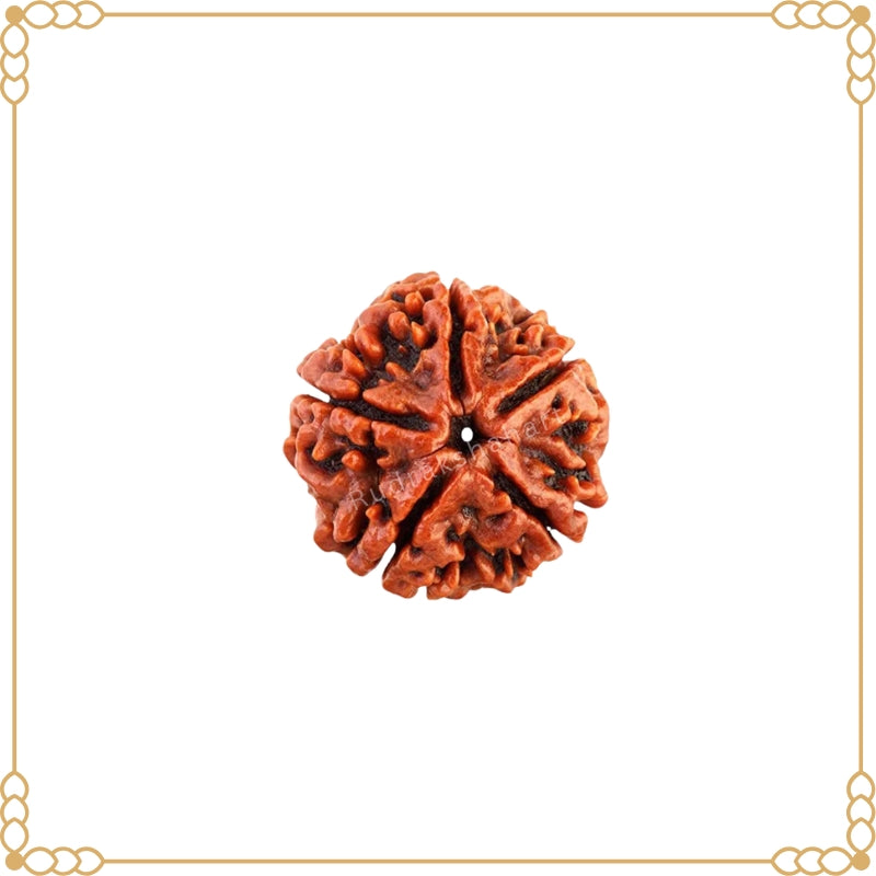5 Mukhi Rudraksha (Nepal) Original