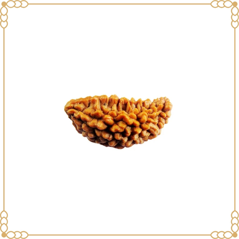 1 Mukhi Rudraksha Original