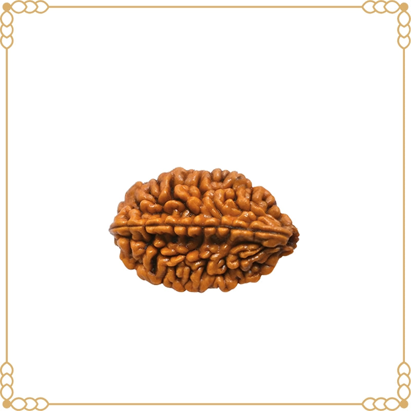 2 Mukhi Rudraksha Original