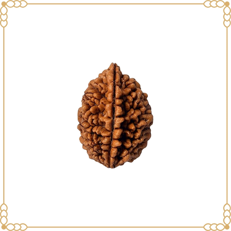 2 Mukhi Rudraksha Original
