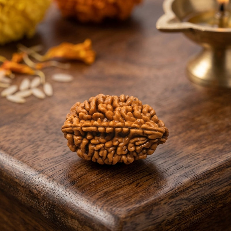 2 Mukhi Rudraksha Original